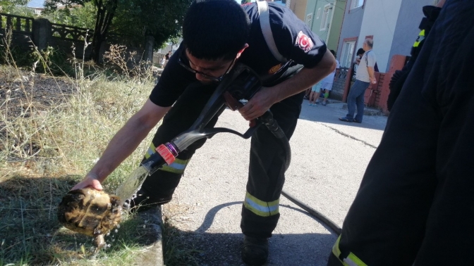 Alevlerin arasında kalan kaplumbağayı itfaiye kurtardı