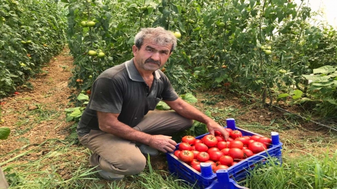 Büyükşehir’in kurduğu modern seralardaki verim üreticiyi sevindirdi