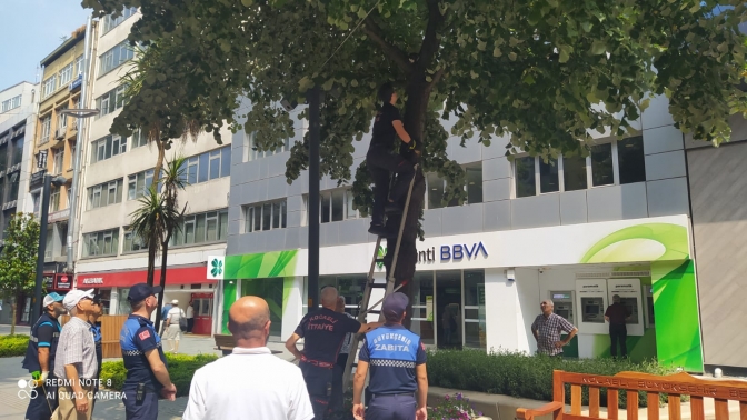 Büyükşehir Zabıtası, zorda kalanın yanında