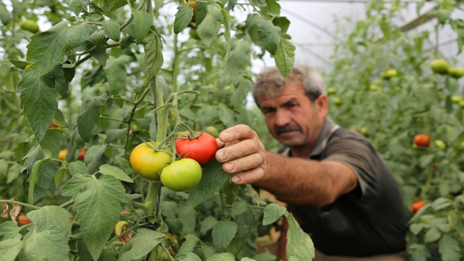 Büyükşehirden üreticilere yüzde 50 hibeli sera desteği