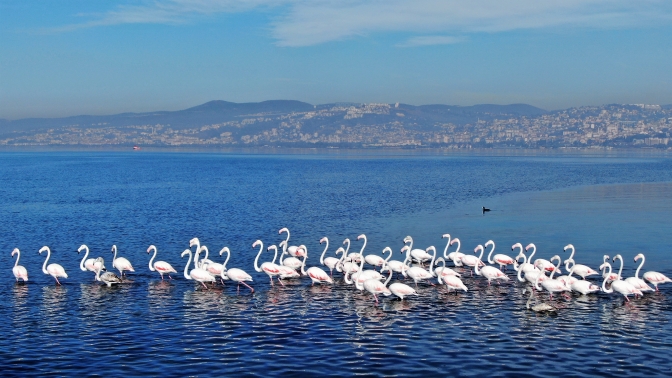 Göç etmeyen flamingoların görsel şöleni