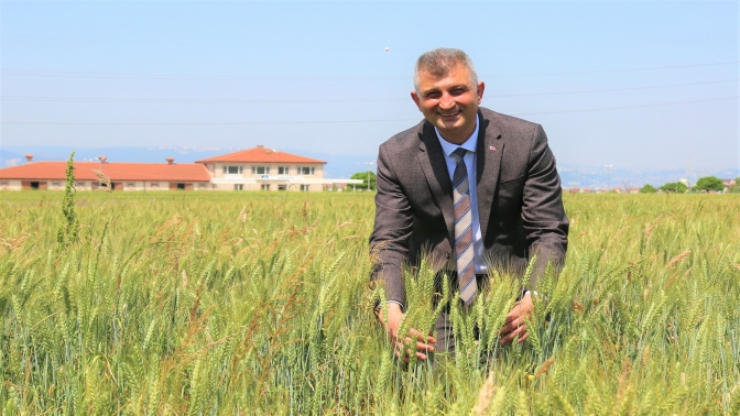 Gölcükte Buğdaylar Büyüyor