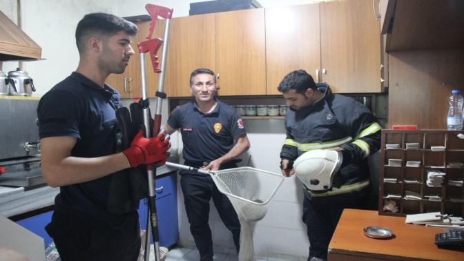 Kahvehaneye giren kirpiyi itfaiye ekipleri çıkardı