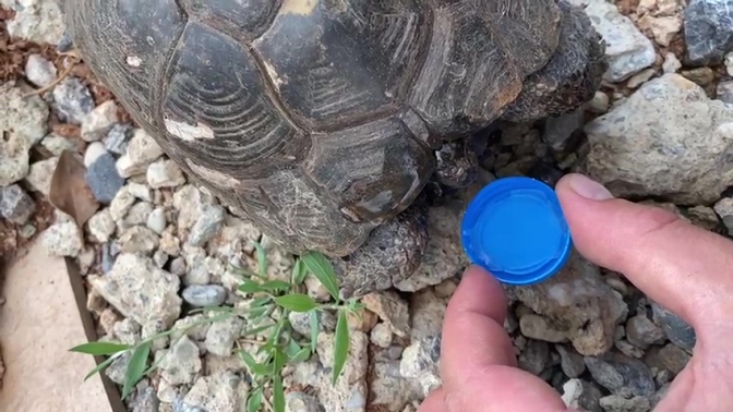 Kaplumbağa kana kana su içti
