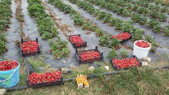 Kocaeli’de üreticilere 118 bin çilek fidesi dağıtıldı