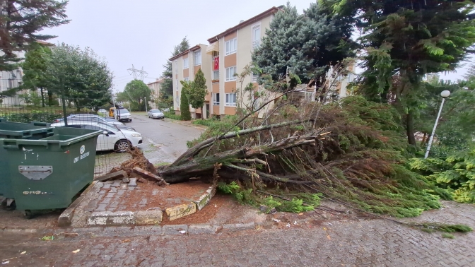 Kocaelide ağaçlar fırtınaya dayanamadı