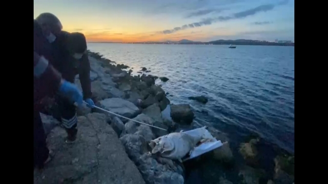 Körfez'de Dev Ölü Orkinos Balığı Çıktı