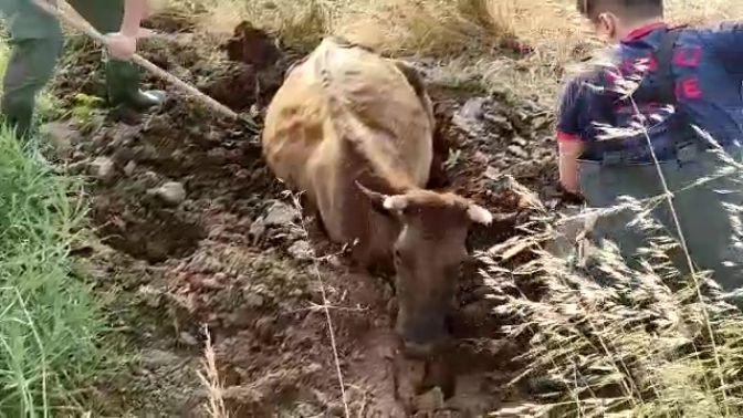 Gölcükte otlarken çamura saplanan inek, sahibi ve çevredekilerin tüm müdahalelerine rağmen kurtarılamayınca, itfaiye ekipleri tarafından kurtarıldı.