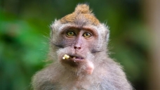 Başisekele'de ağaçta makak maymunu bulundu