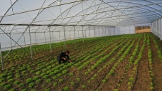 Büyükşehir’den kooperatiflere yüzde 75 hibeli tarım desteği