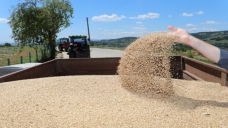Çiftçiye nusrat cinsi buğday tohumu desteği verecek