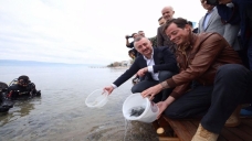 Karamürsel’den Körfez’e 6 bin balık salındı