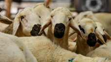 Kurban Bayramı tatilinin süresi netleşti.