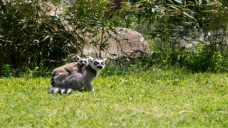 Yavru lemur, Ormanya ailesine katıldı