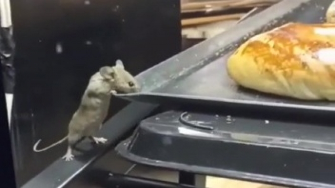 Yiyecekler arasında dolanan fare
