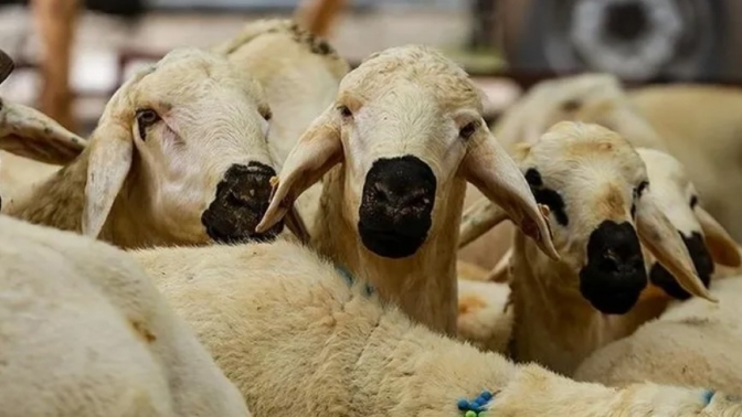 Kurban Bayramı tatilinin süresi netleşti.
