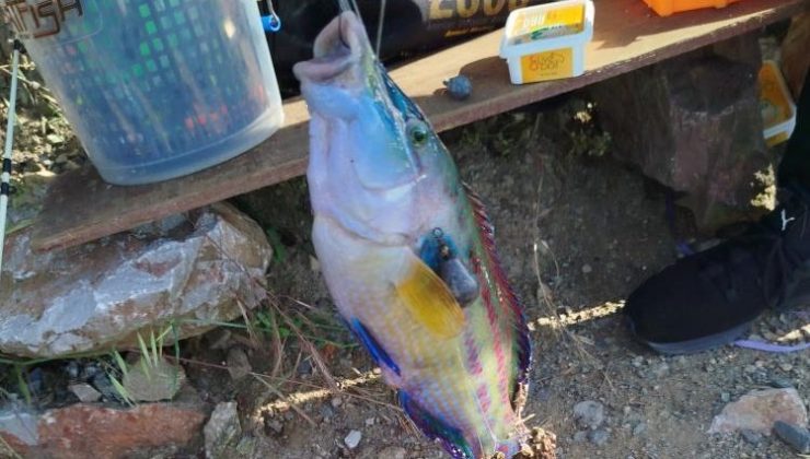 Değirmendere’de Tropikal Sürpriz: Balıkçılar Lapin Balığıyla Karşılaştı