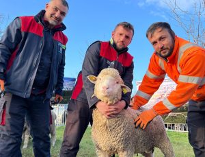Büyükşehir’den üreticilere damızlık koç desteği
