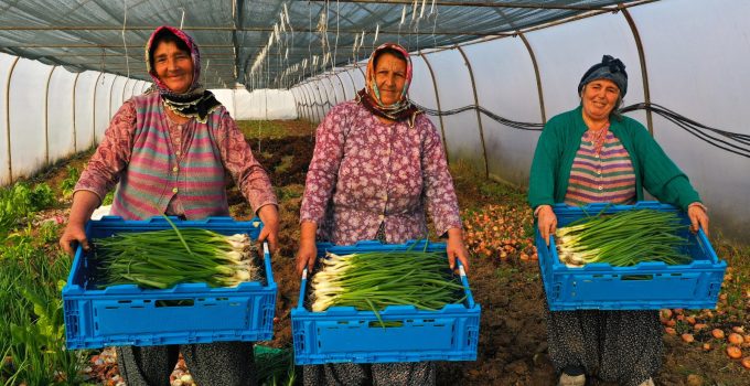 Büyükşehir’den yüzde 50 hibeli sera desteği