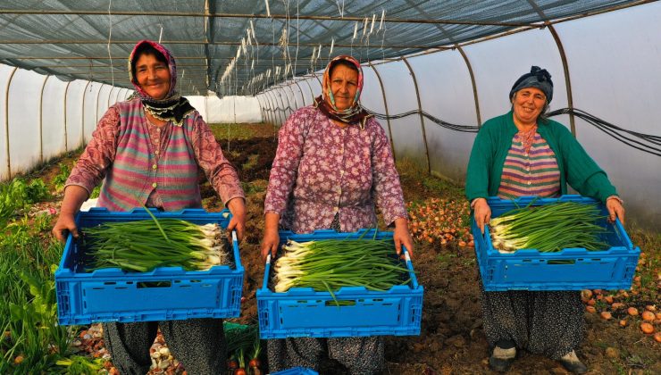 Büyükşehir’den yüzde 50 hibeli sera desteği