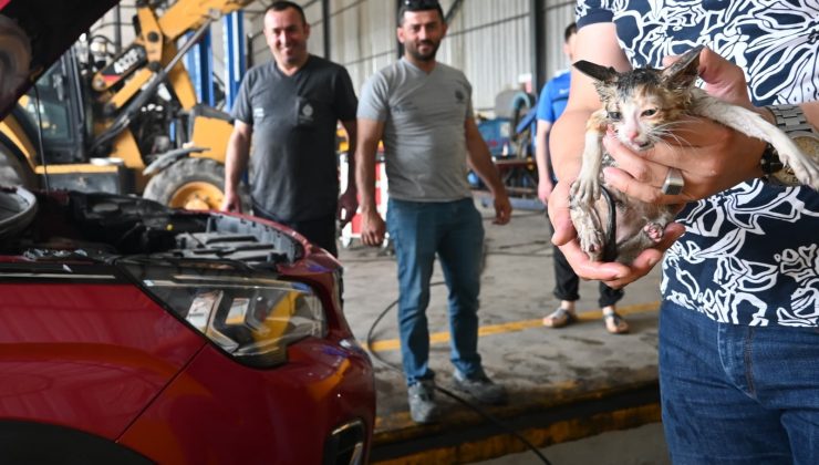 Otomobile Sıkışan Minik Kedi, Başiskele Belediyesi Ekiplerince Kurtarıldı