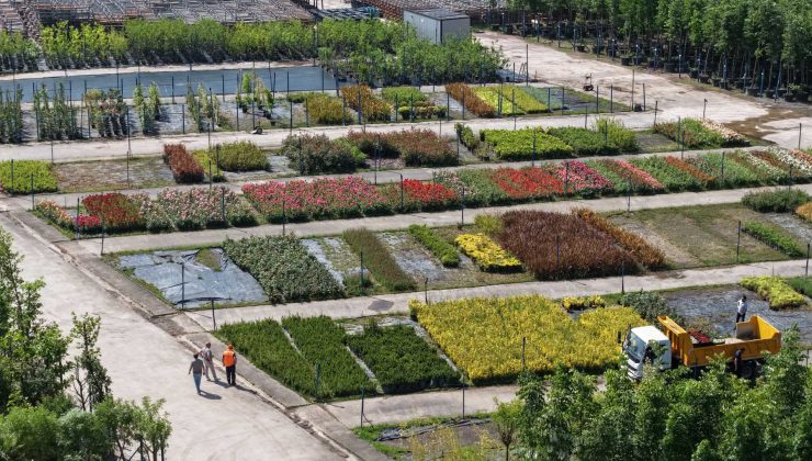 Büyükşehir’in Fidanlığı Kocaeli’yi Yeşile Büründürüyor