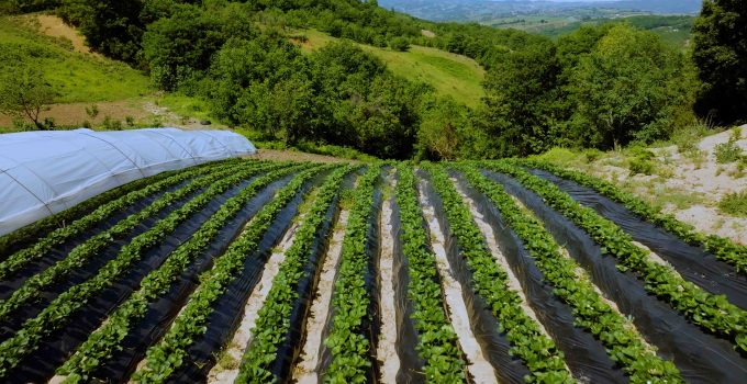 Kocaeli’nde Çilek Üreticisinin Yüzü Büyükşehir ile Gülüyor