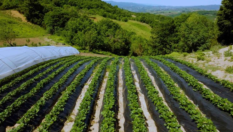 Kocaeli’nde Çilek Üreticisinin Yüzü Büyükşehir ile Gülüyor