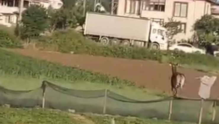 Gece Görülüyordu, Bu Kez Gündüz Ortaya Çıktı