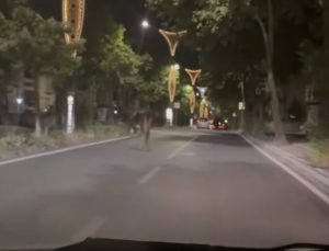 Gece Yarısı Kurbanlık Körfezkent Yolunda Görüntülendi