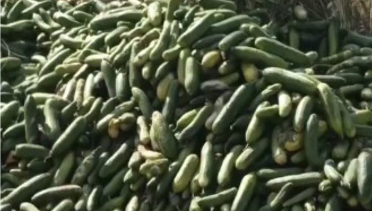 Salatalıkları Boş Araziye Attılar