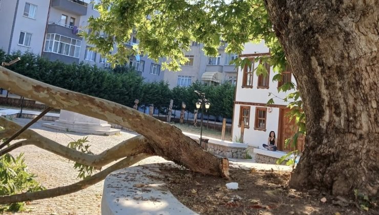 Değirmendere Yalı Evleri’nde Ağaç Dalı Koptu: Genç Kız Ağır Yaralandı
