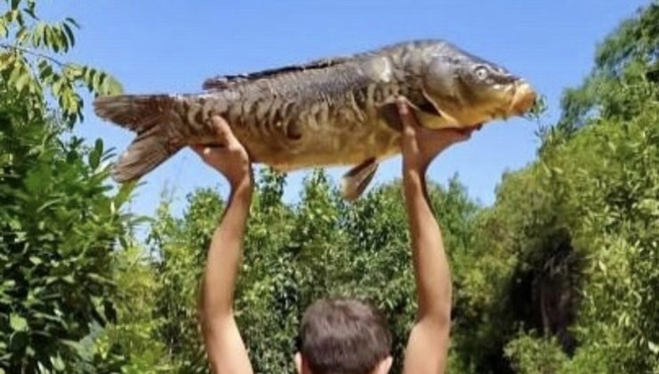 Yuvacık Barajı’nda 16 Kiloluk Dev Aynalı Sazan Yakalandı