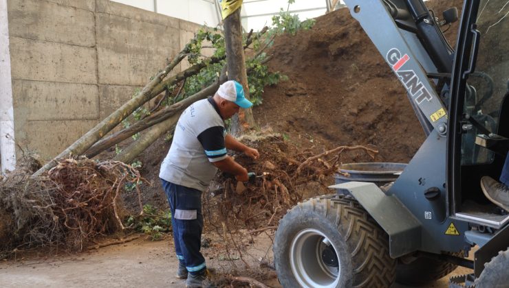 Sökülen Ağaçlar Başka Noktalara Dikiliyor