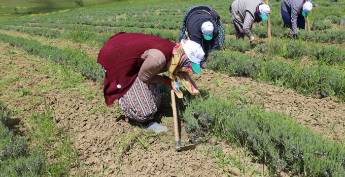 Tıbbi ve aromatik bitkilerin bahar temizliği yapılıyor