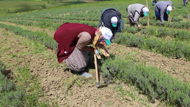 Tıbbi ve aromatik bitkilerin bahar temizliği yapılıyor