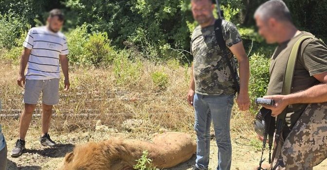 Antalya’da Aslan Dehşeti: Çiftçiye Saldırdı, Saatler Sonra Yakalandı