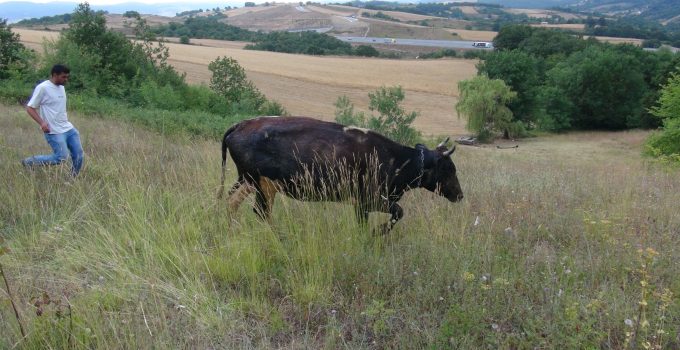 Körfez’de Definecilerin Kazdığı Kuyuya Düşen Gebe İnek Kurtarıldı