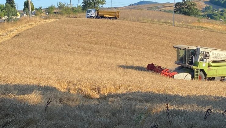 Körfez Belediyesi 5 Ton Buğday Hasat Etti