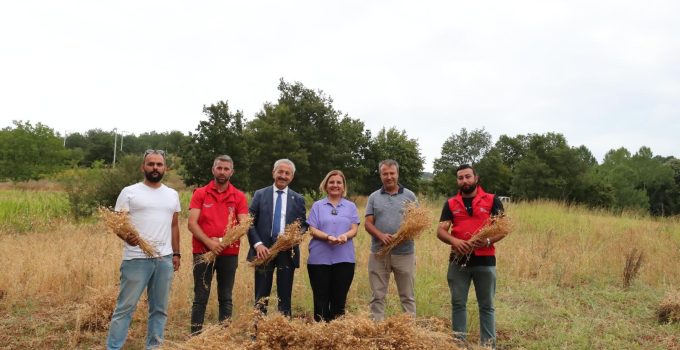 İzmit Belediyesi nohut tarlasından 300 kilo hasat elde etti