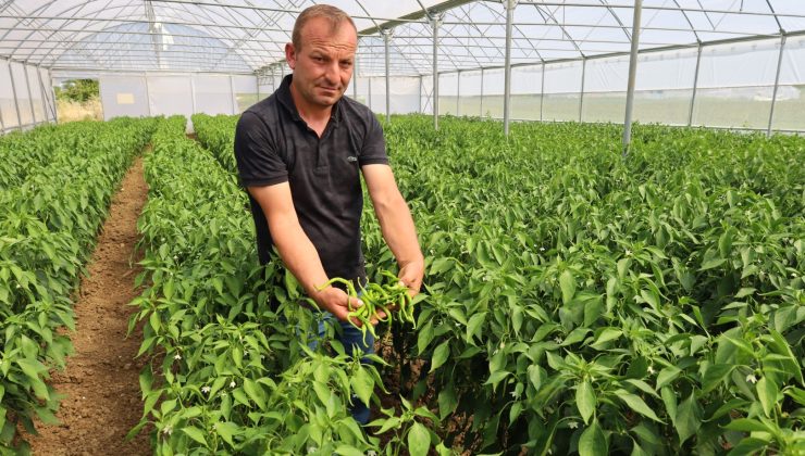 Kocaeli’de Modern Seracılıkla Üretici Kazanıyor