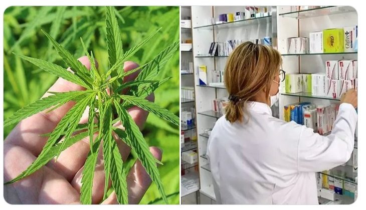 Tıbbi Kenevir Ürünlerinin Eczanelerde Satışı Yasal Hale Geldi