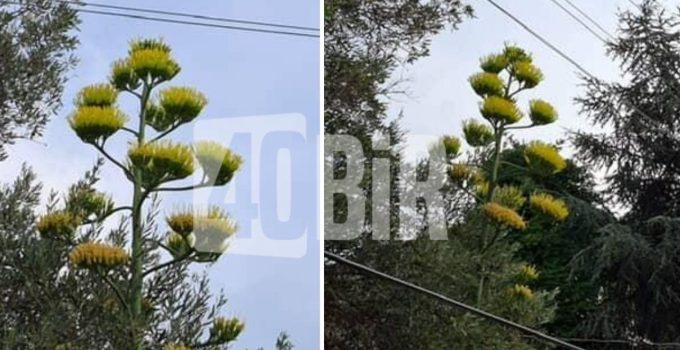 Karamürsel Ereğli’de Dünya Mirası Listesindeki Agave Kaktüsü Çiçek Açtı
