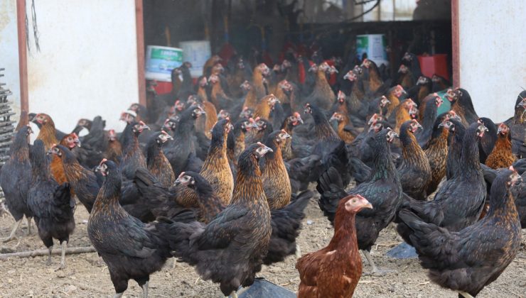 Büyükşehir, yüzde 50 hibeli 16 bin tavuk dağıttı