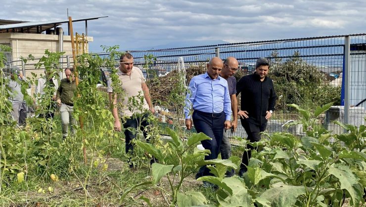 Körfez’de ata tohumunun ilk hasadı yapıldı