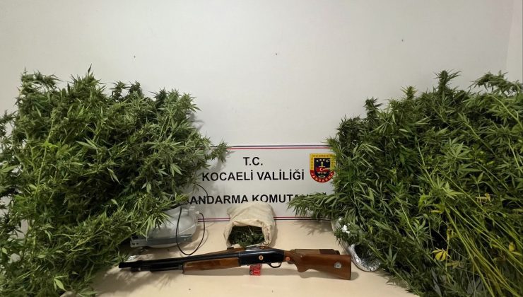 Bahçede skunk bitkisi, evde tüfekler ele geçirildi, adli kontrolle serbest kaldı